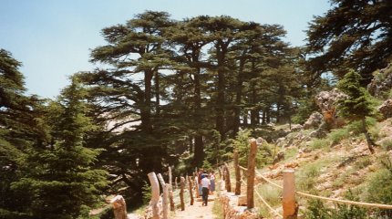 Cèdres du Liban près de Beyrouth